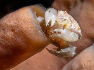 Dromia sp. (sponge crab) with eggs by Alex Varani 